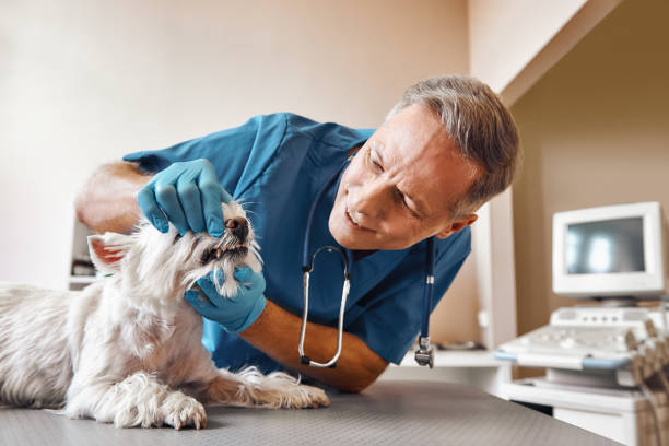 Best 24-Hour Emergency Dental Care in Raymond, IL